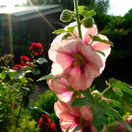 Judies Garten * Fusing